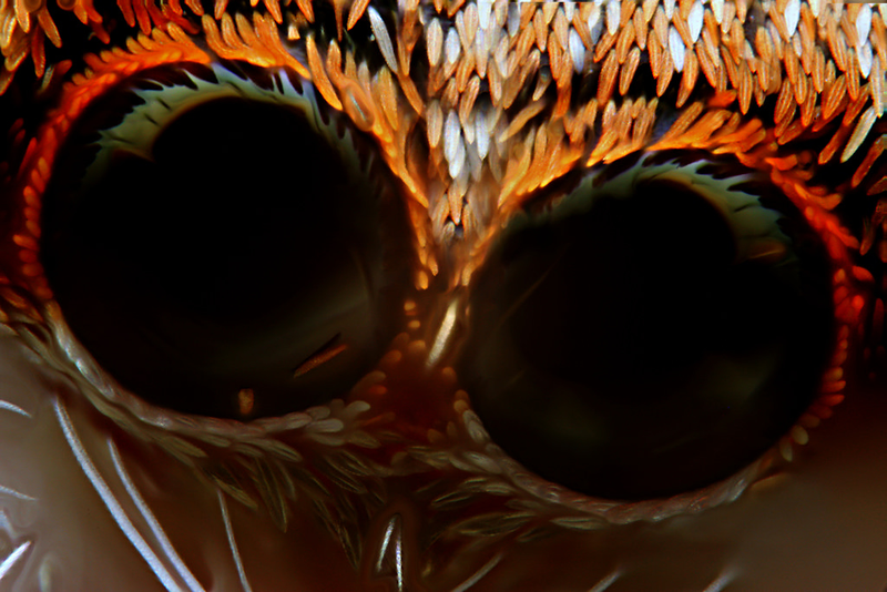 Illustration for article titled I've never seen macroscopic images as incredibly sharp as these ones